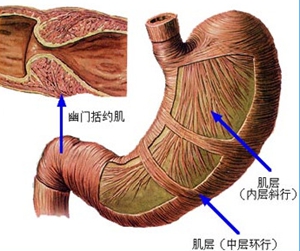 如何預防胃反酸